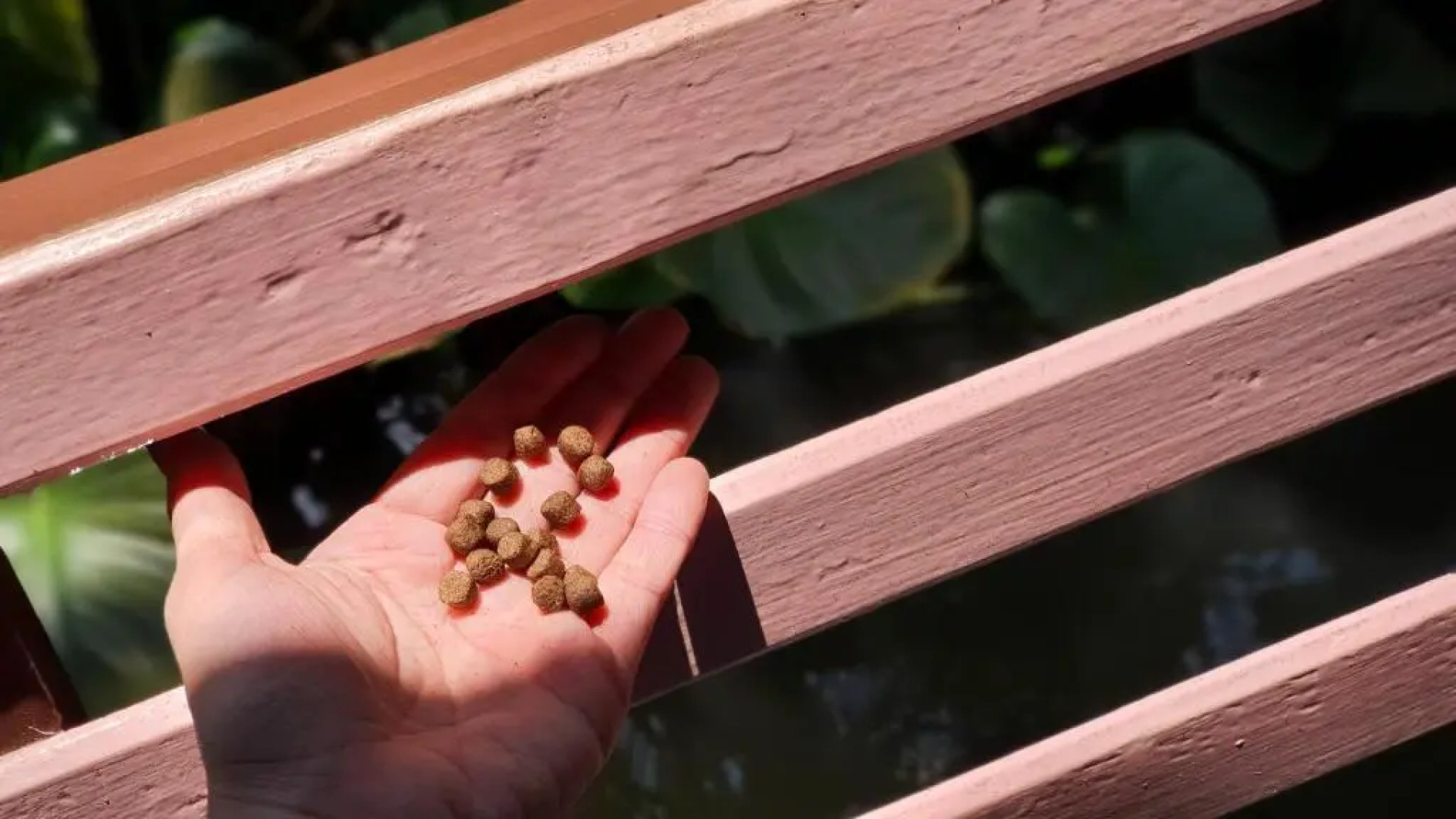 Warakorn Baansuan - Amphawa