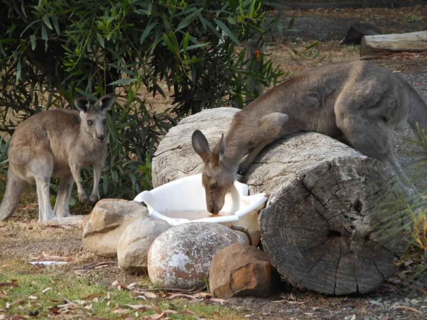 Grampians View Cottages and Units