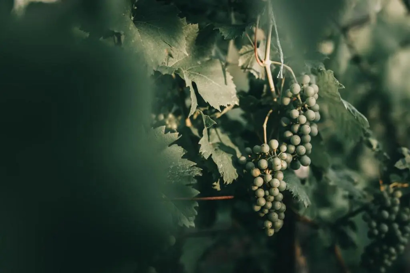 Szent György Cottage