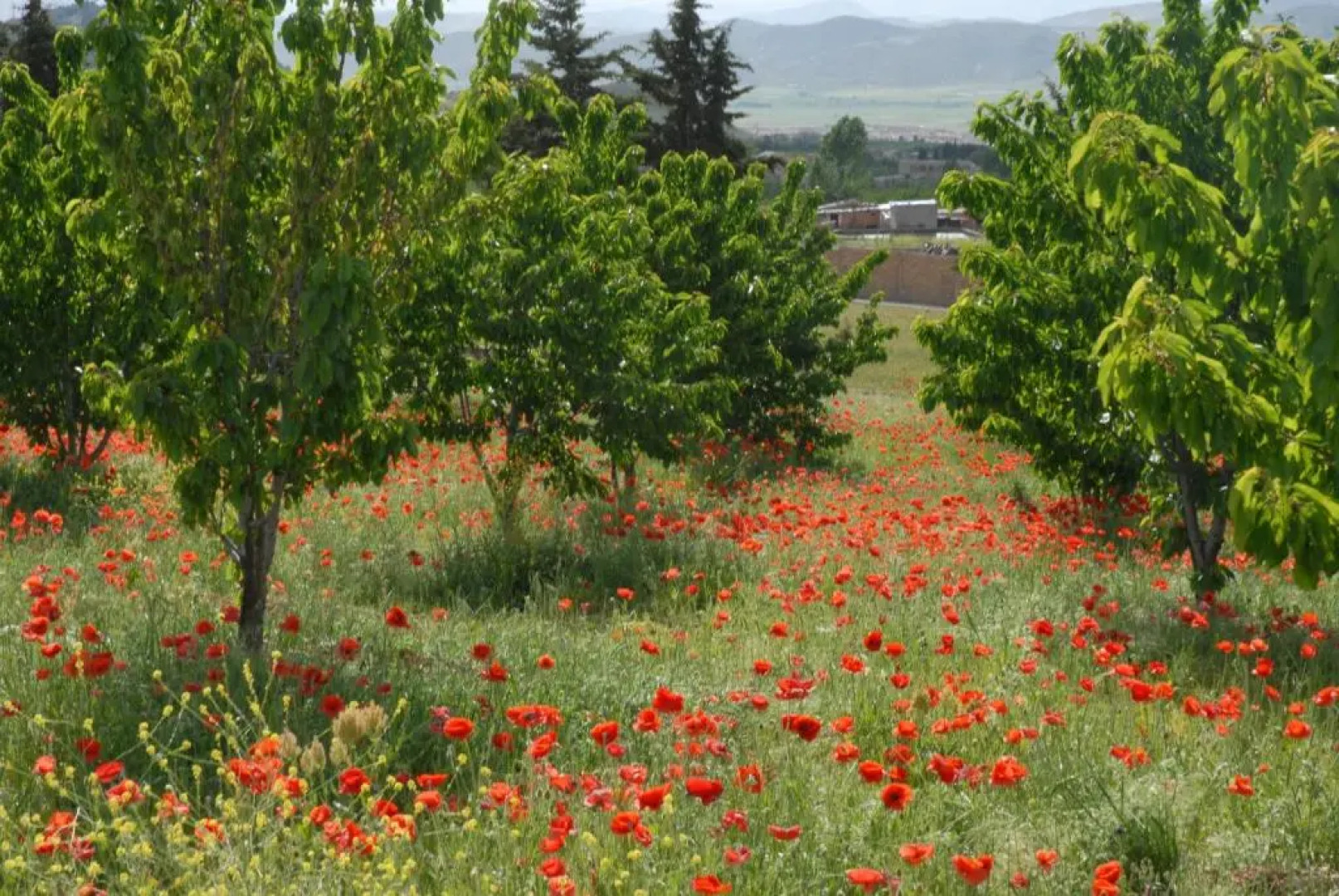 Le Palais des Cerisiers