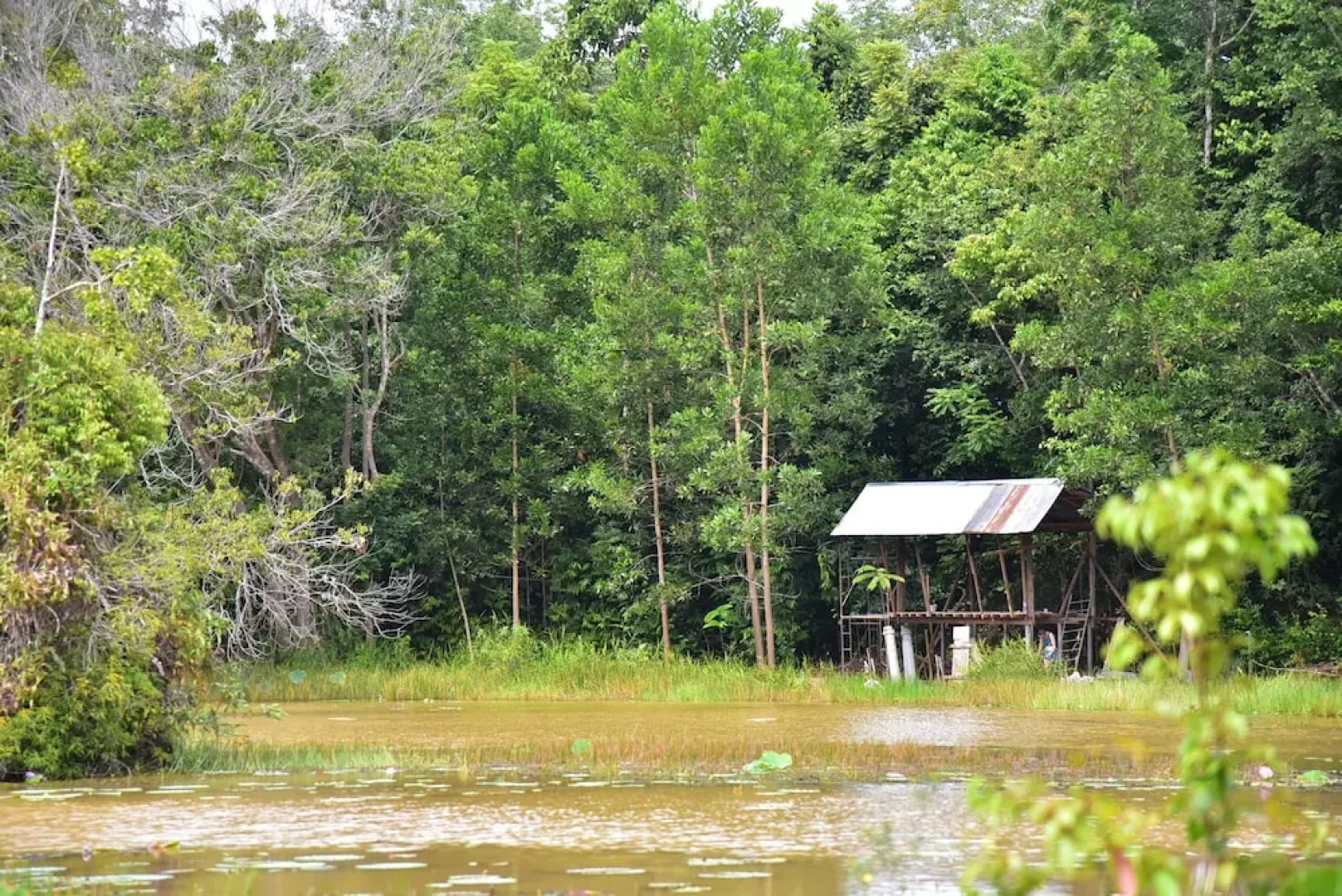 Wichai's Jungle Home Stay