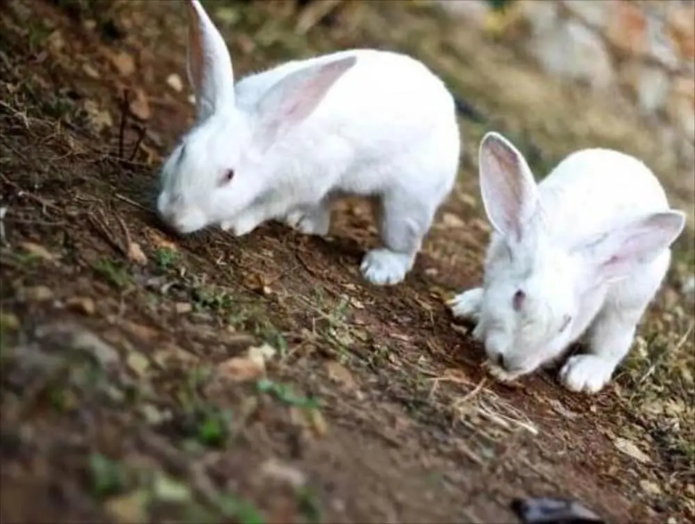 Stone Village Petrino Horio