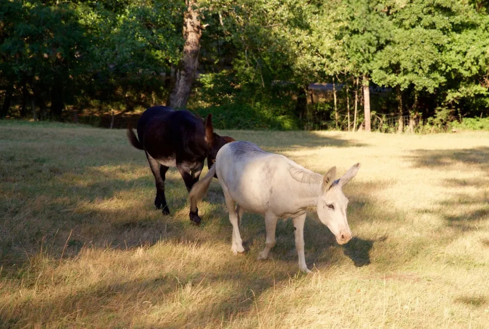 Ferme de Samson Cabanes en Pleine Nature