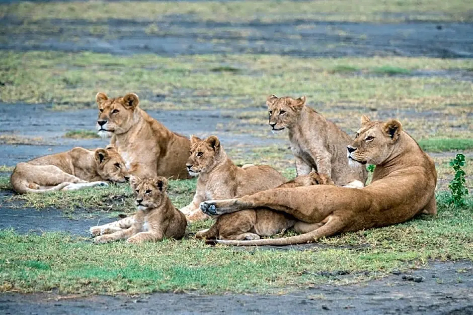 Lake Ndutu Luxury Tented Lodge