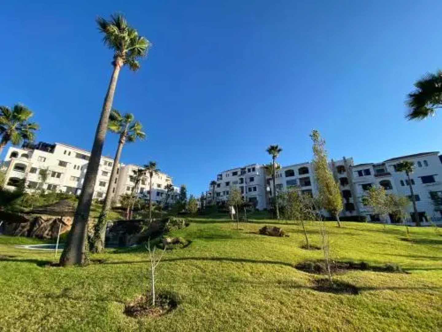 Lilac's Garden Cabo Negro