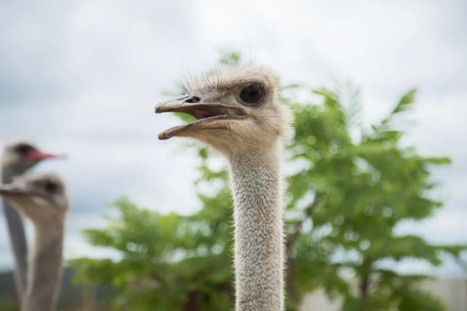 Parque do Avestruz Eco Resort All Inclusive