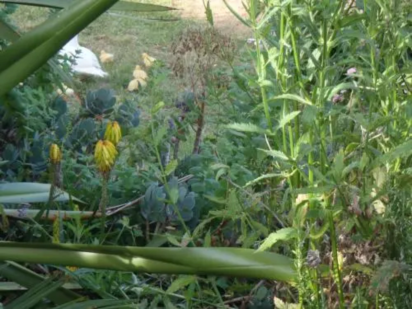 Blackberry Hill Farm