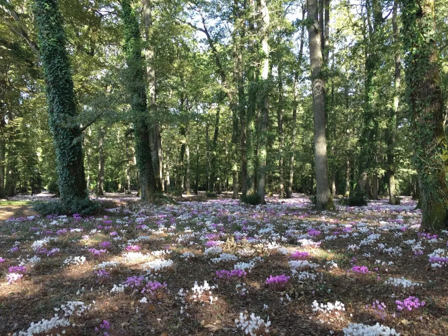 Château de Bois Renault