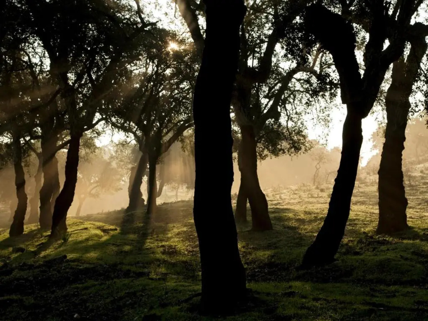 Casa Babel Monfragüe