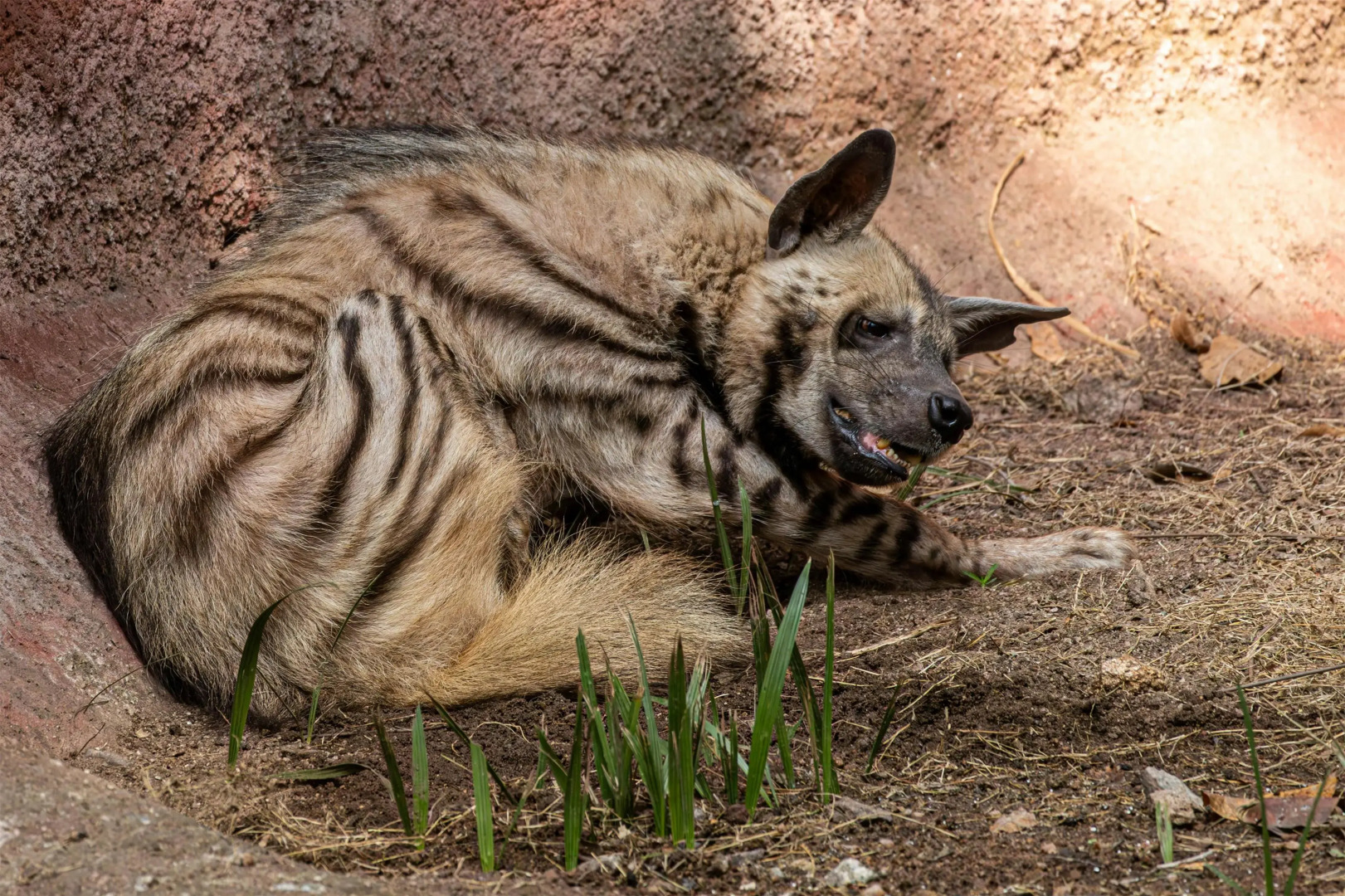 Radisson Blu Hotel Sandton