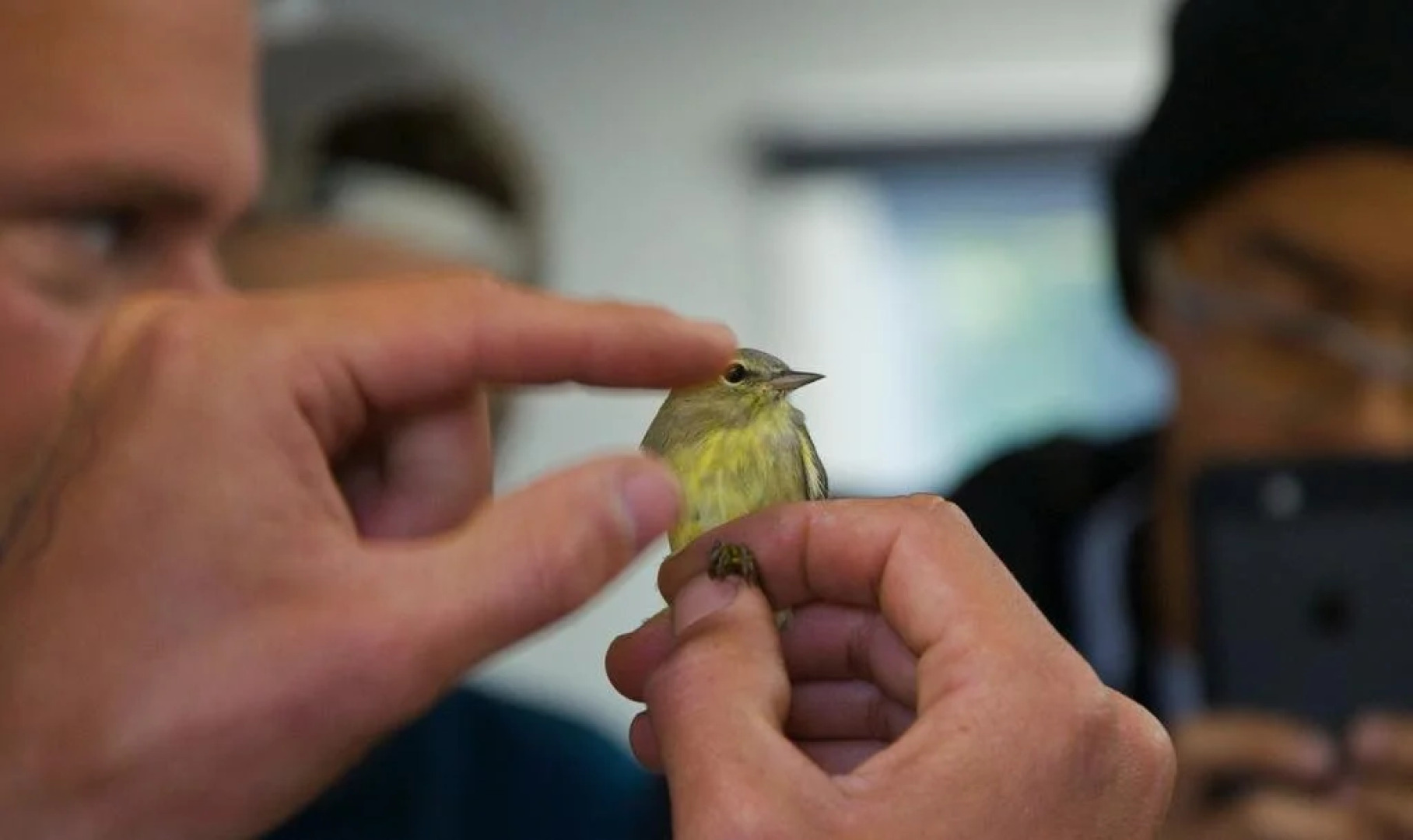 Normandale Century Inn