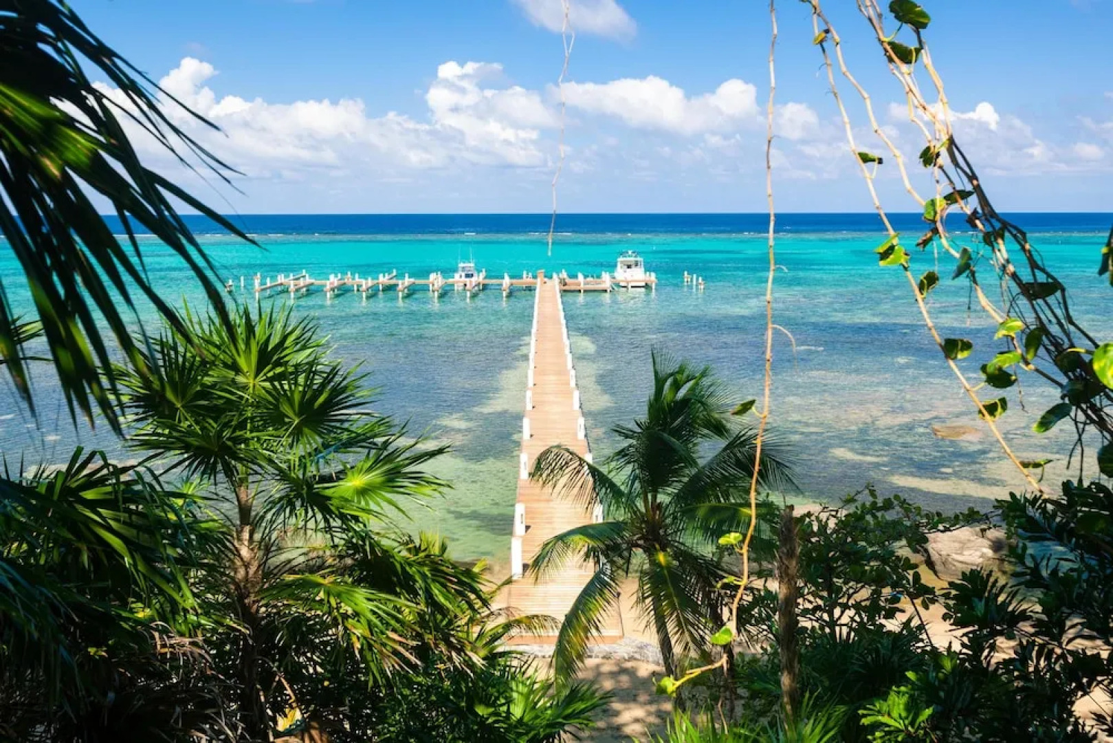 Lawson Rock Parrotfish 206