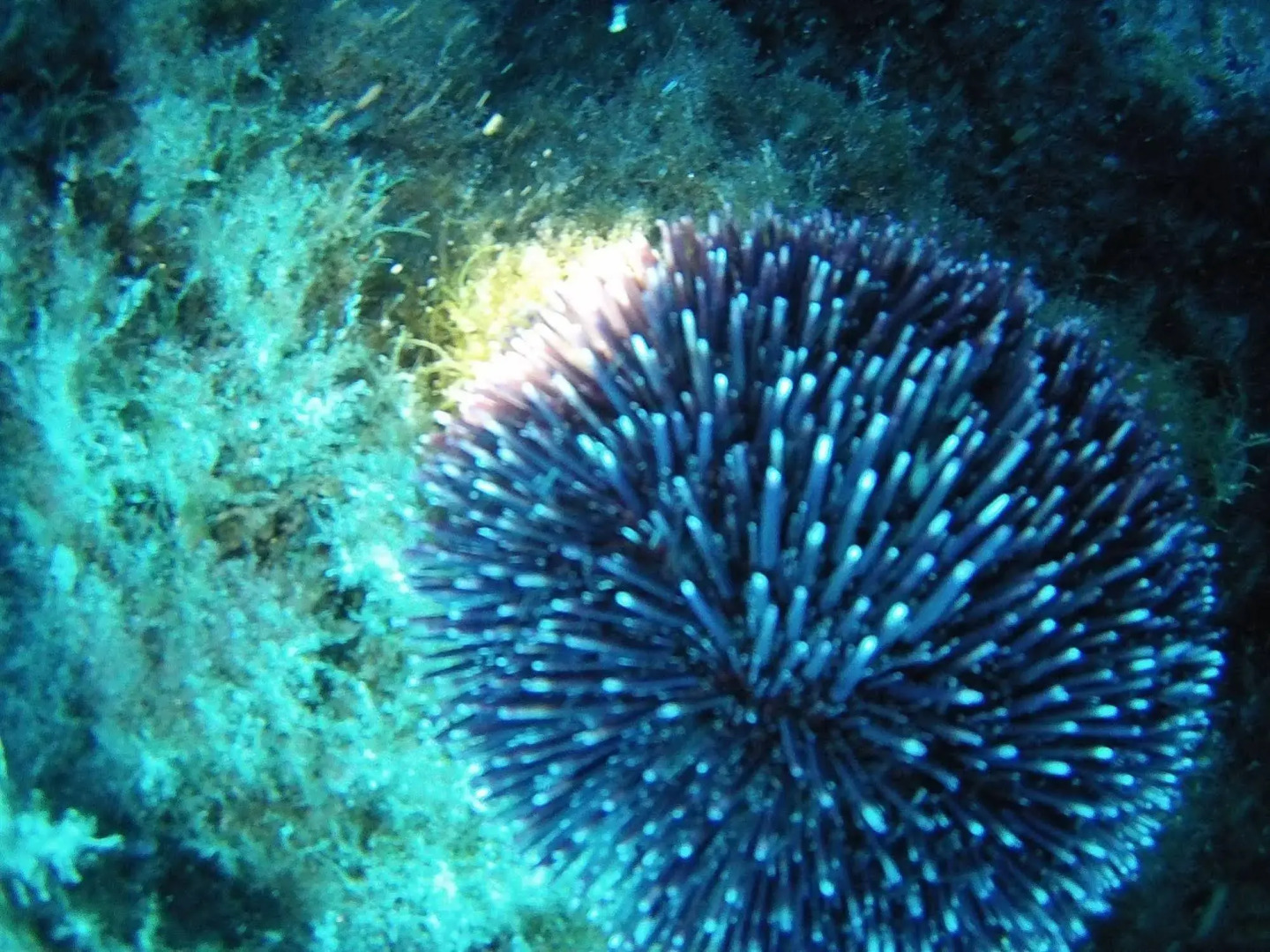 Villaggio & Residence Club Aquilia