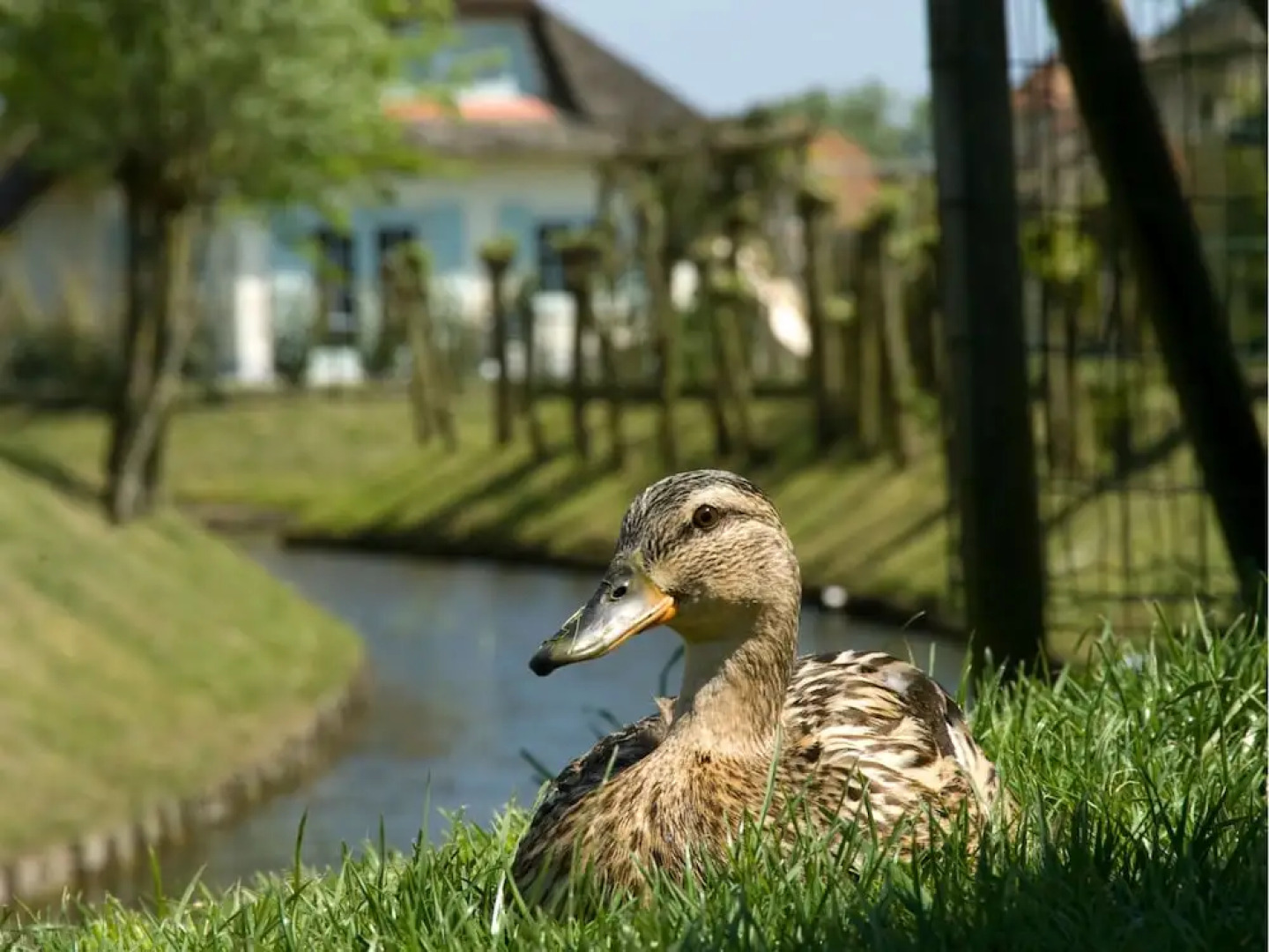 Thatched Villa With Dishwasher, sea at 1 km. in Domburg