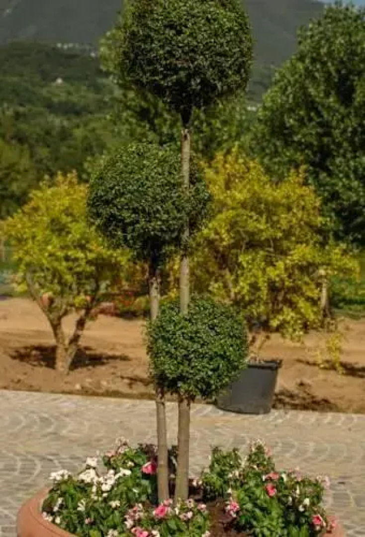 Agriturismo Gliu Greciu