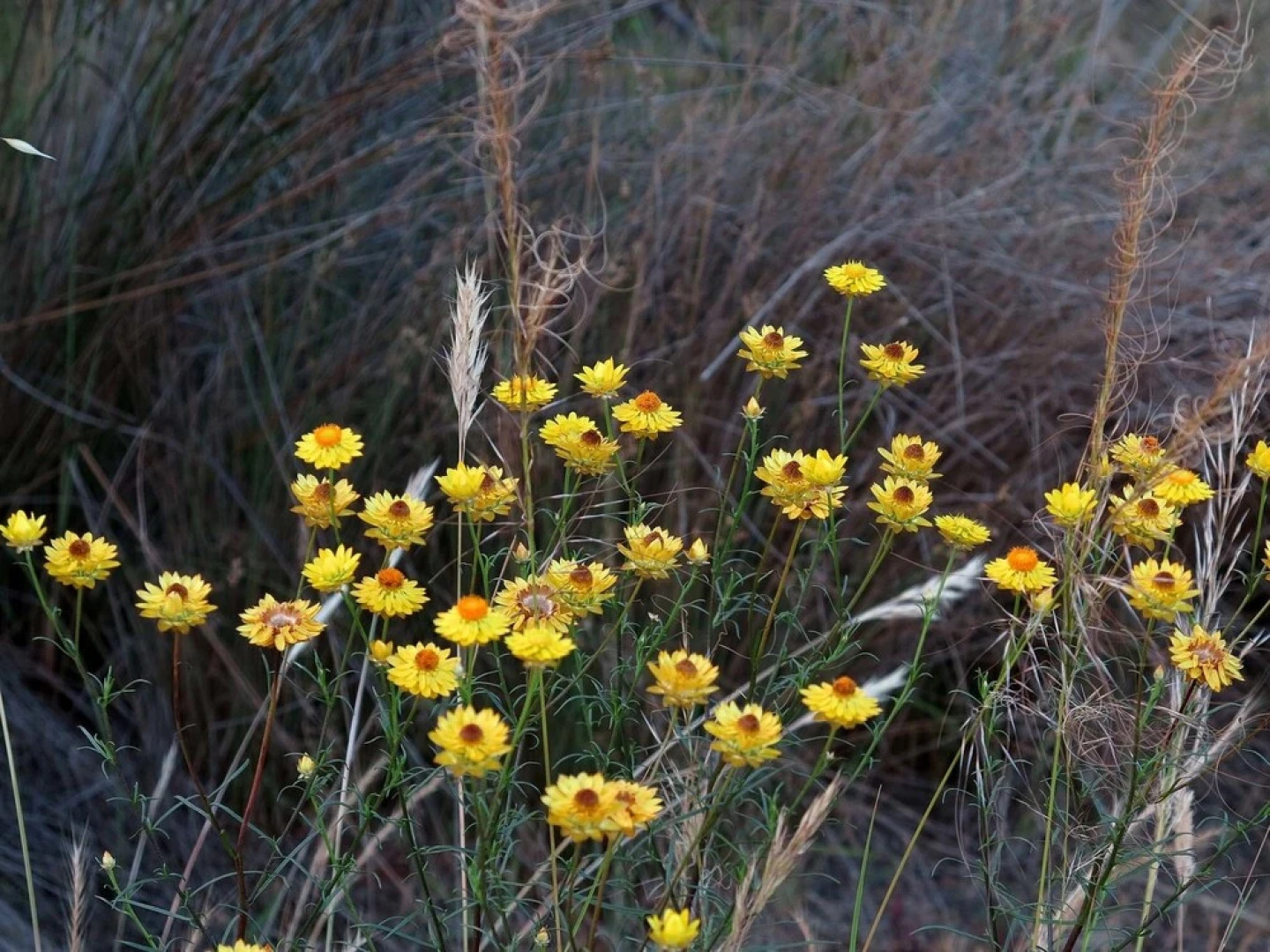 The Chocolate Lily B&B