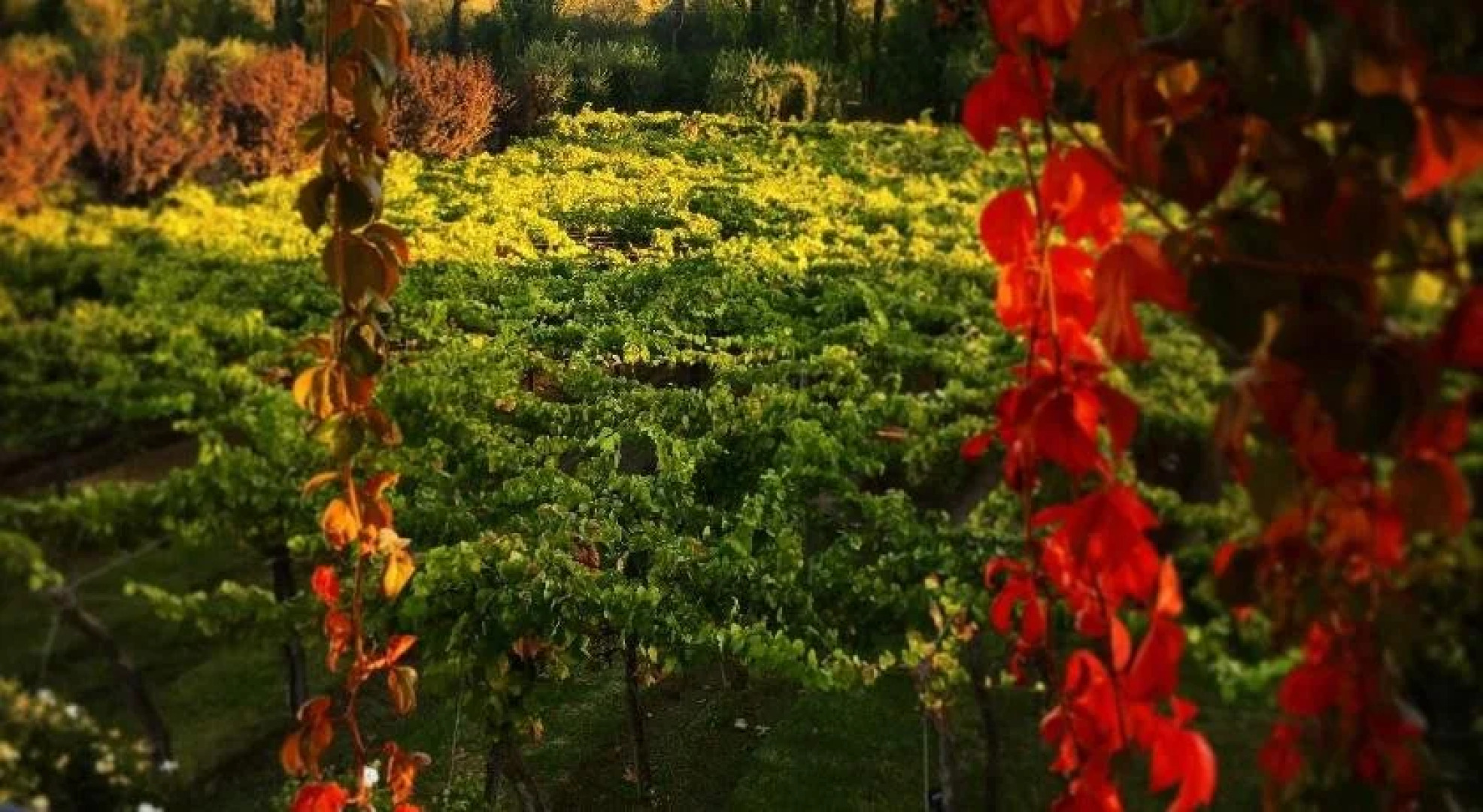 Conalbi Grinberg Casa Vinicola