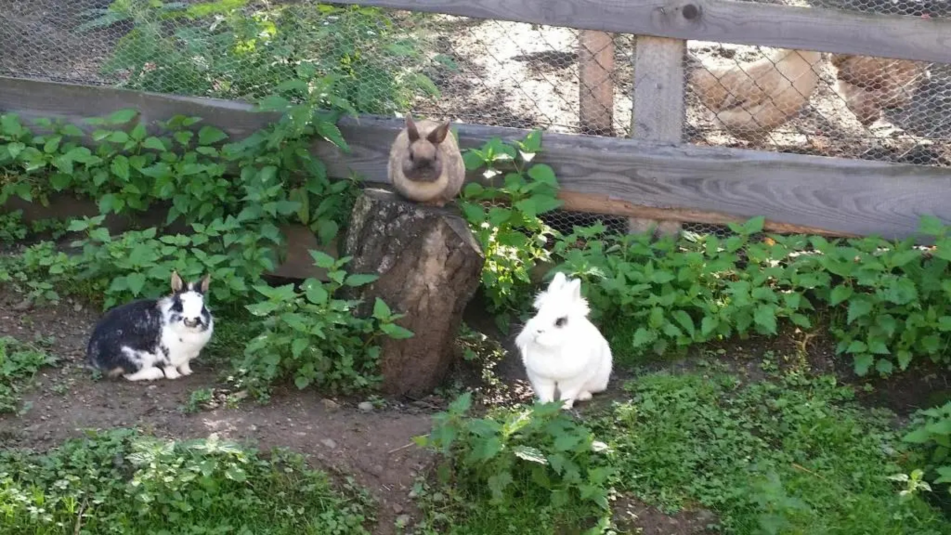 Stockreiter vulgo Grillschmied