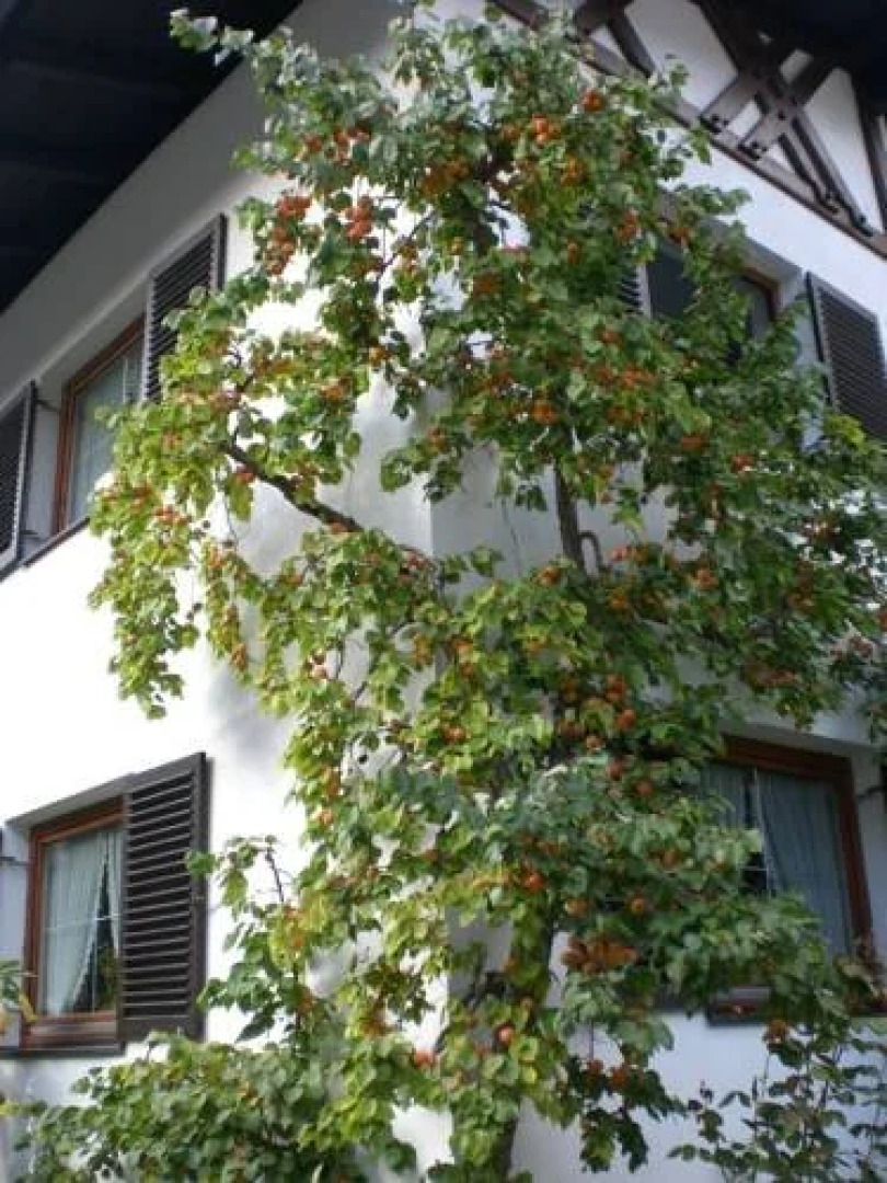 Alpenpension Hï¿½fler