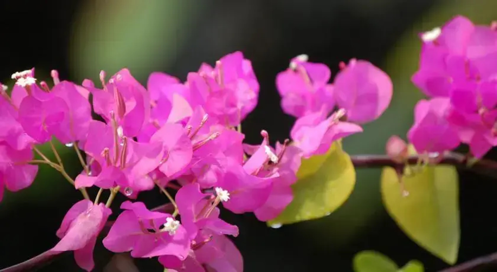 Robinsons Cove Villas