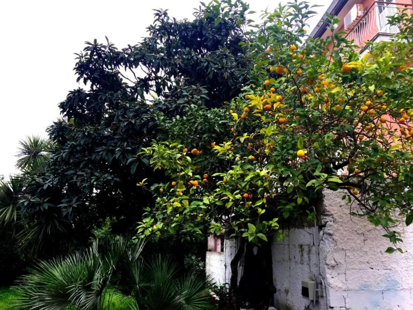 Orange Garden