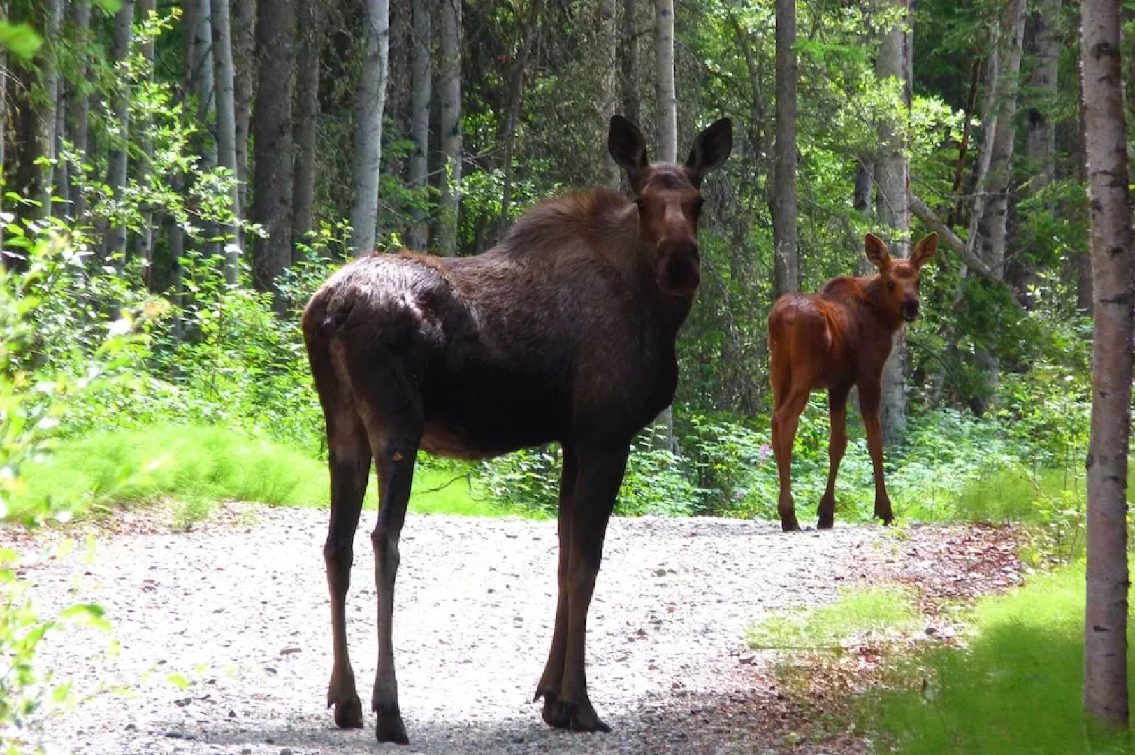 Riverside Log Cabin: On-site Aurora Viewing!