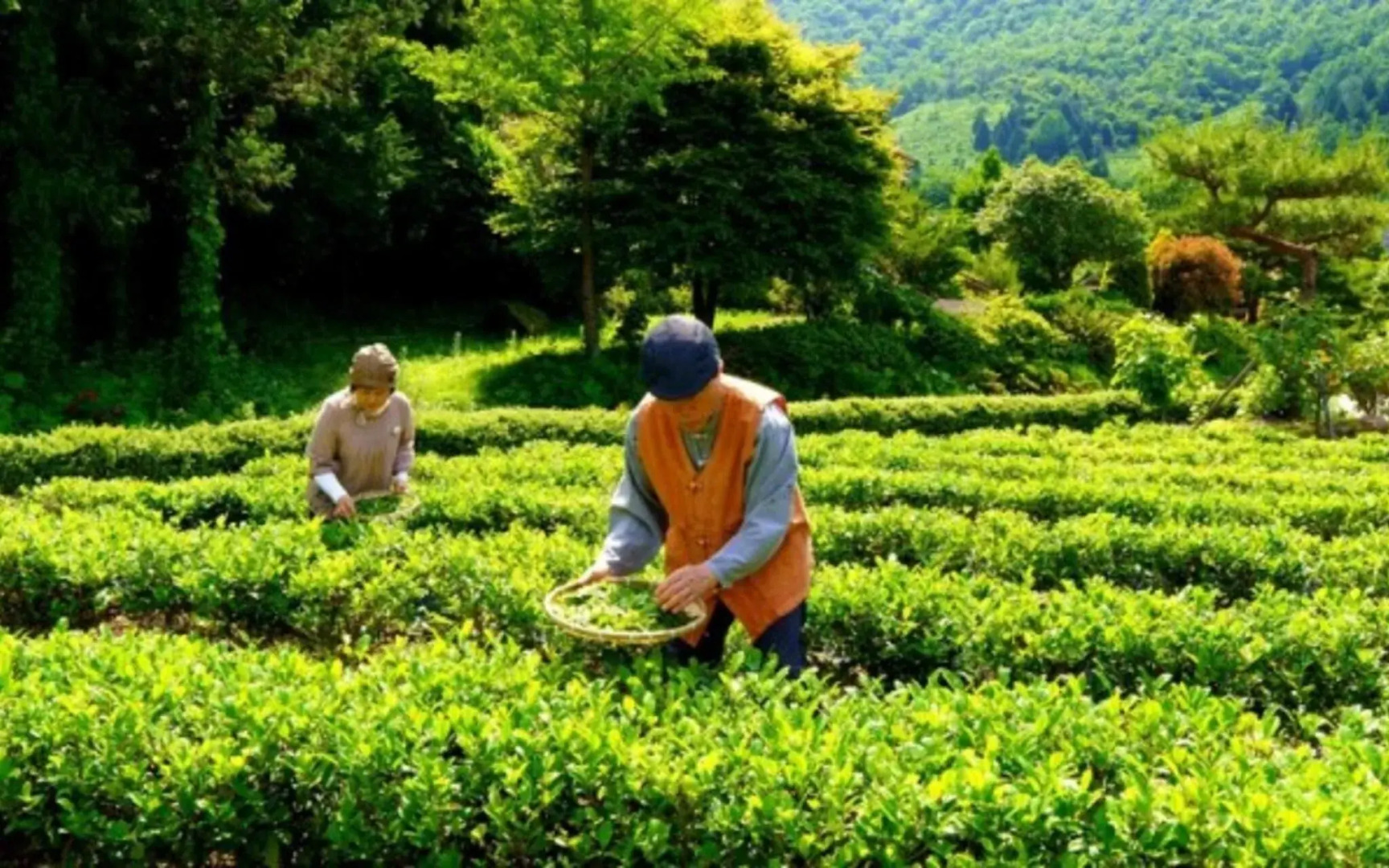 Boseong Shillok Hanok Pension