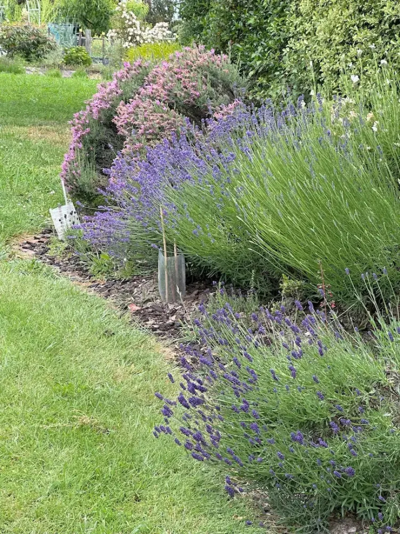 Lavender Cottage at Akaroa Lavender