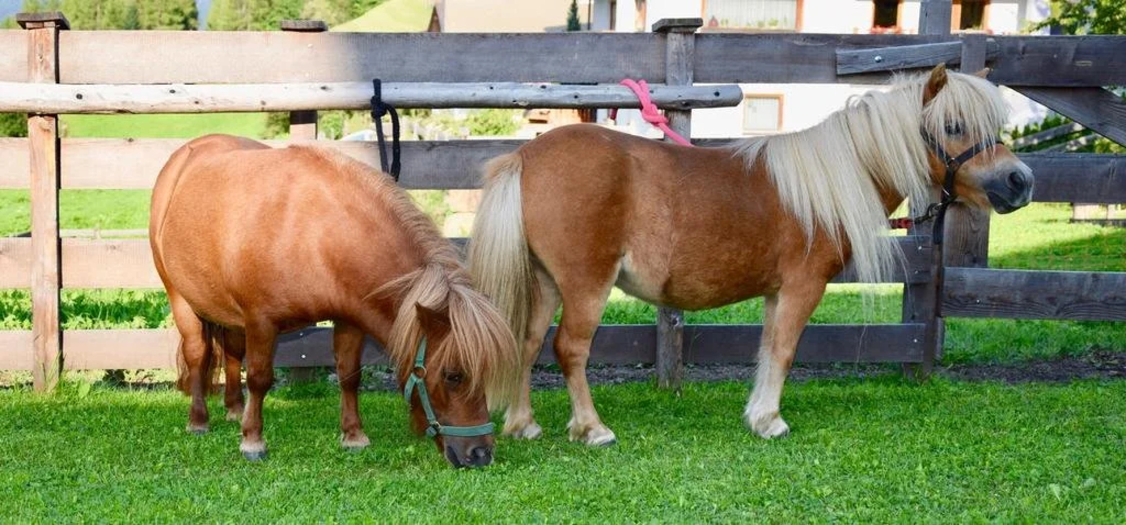 Albeinelerhof - Kinderbauernhof