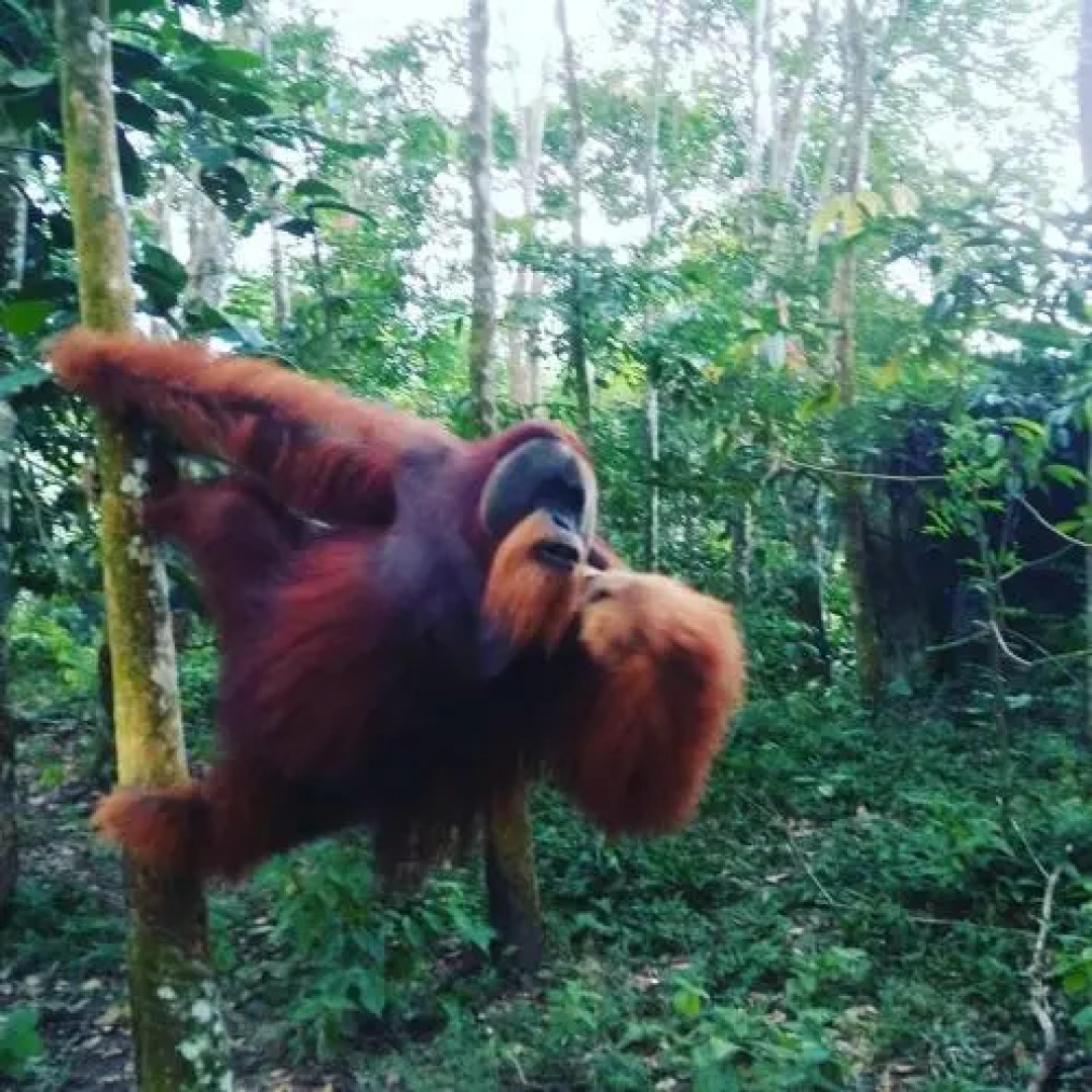 Batu Mandi Guest House Bukit Lawang