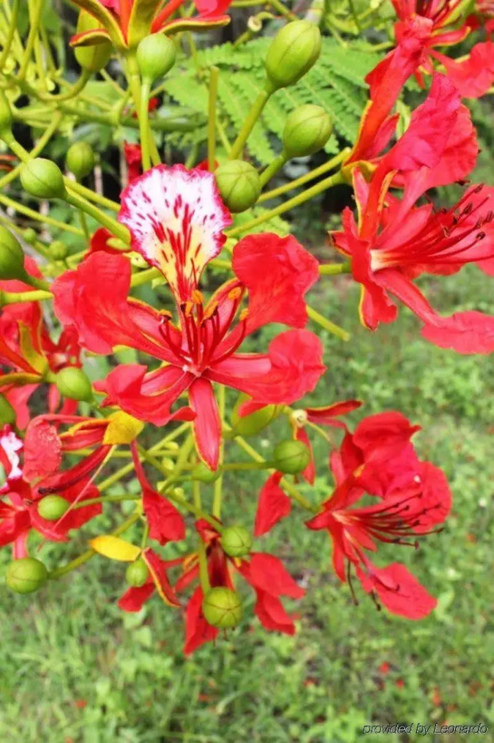 Tambua Sands Beach Resort - Adults Only