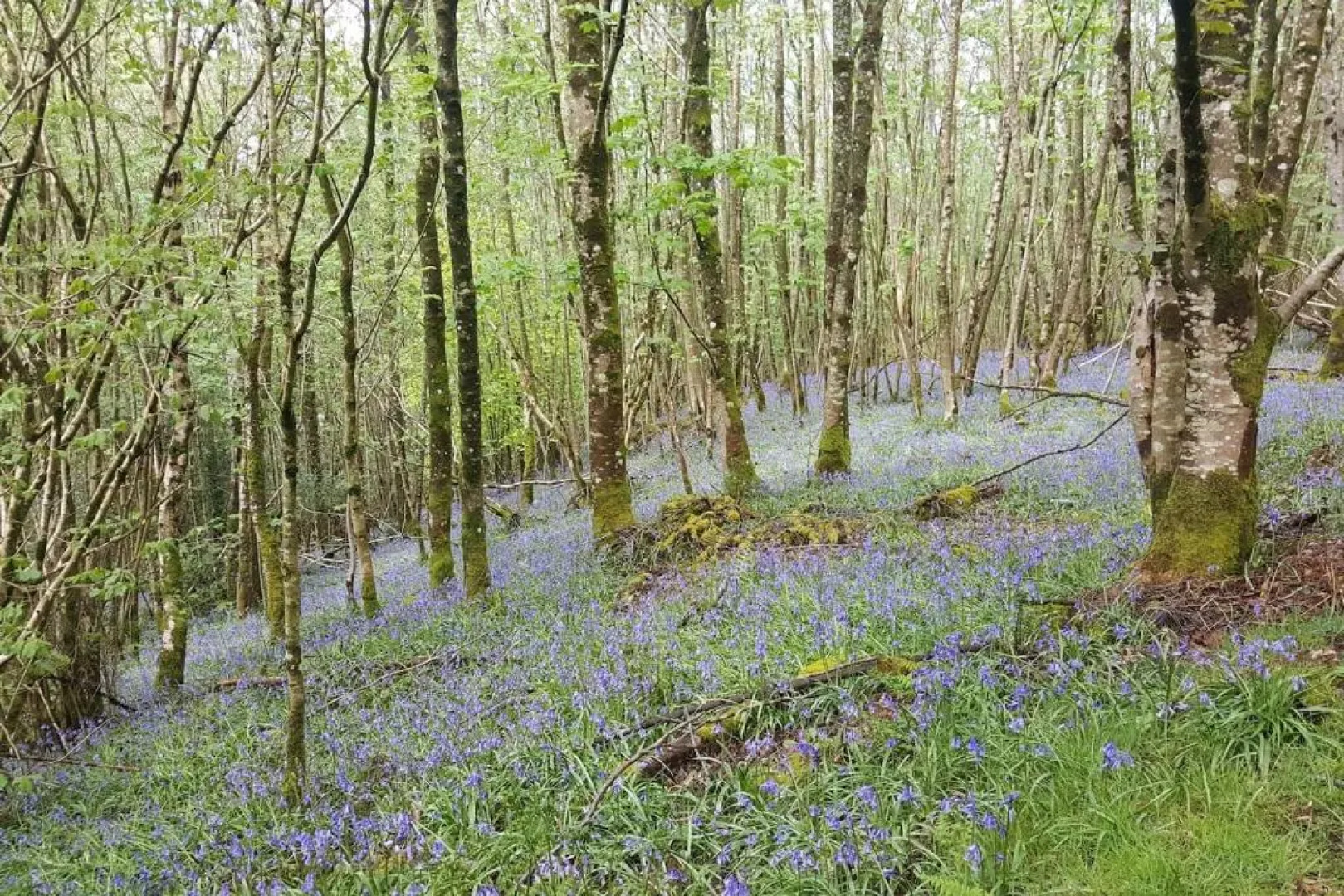 Alpine Lodge 1, Kippford, Dalbeattie