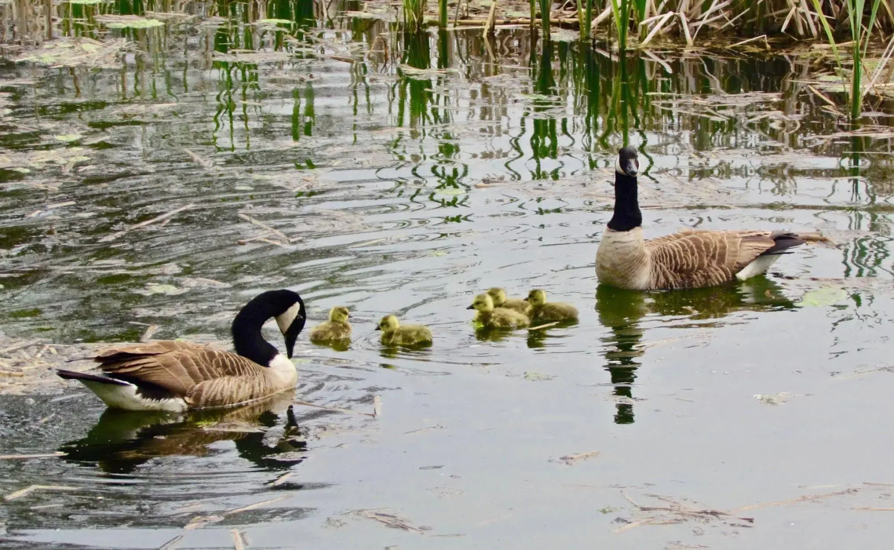 The Moorhead Bed & Breakfast