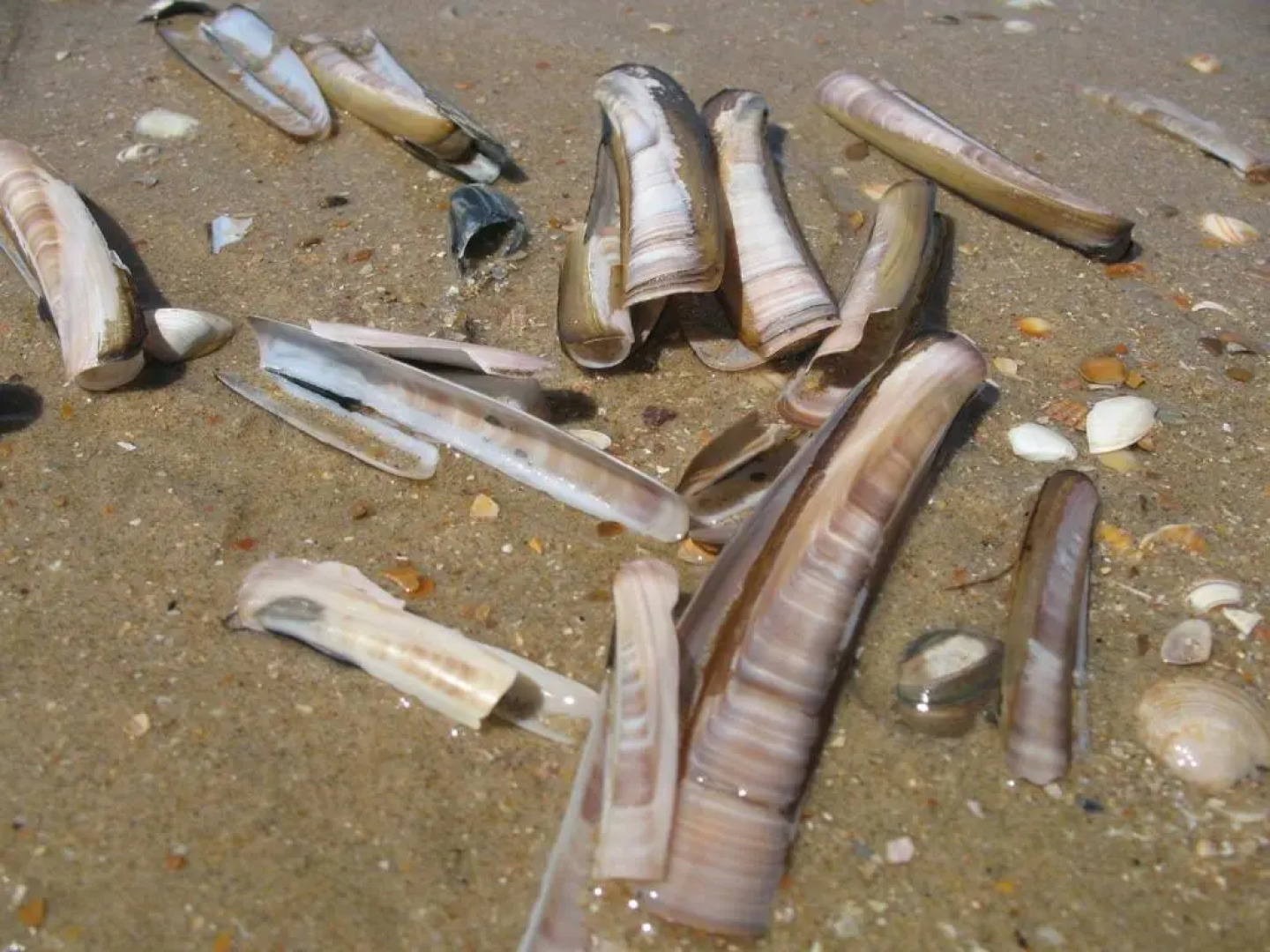 Apartments Four Seasons Zuiderstraat