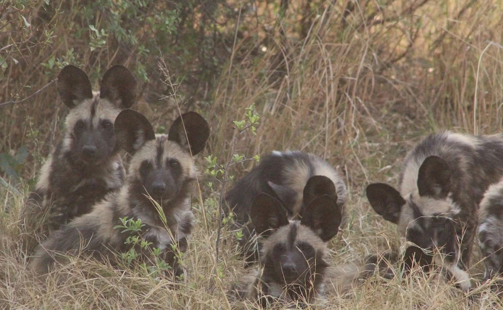 Mthimkhulu Private Game Reserve- Adults Only