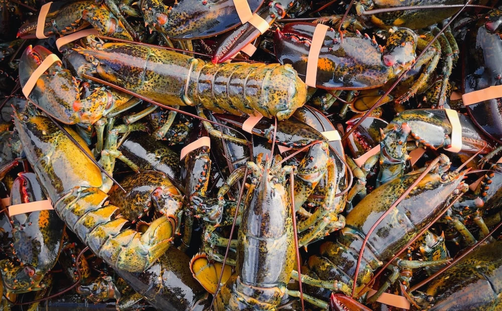 Lucky Stone Retreat - Private Beach & Acadia View