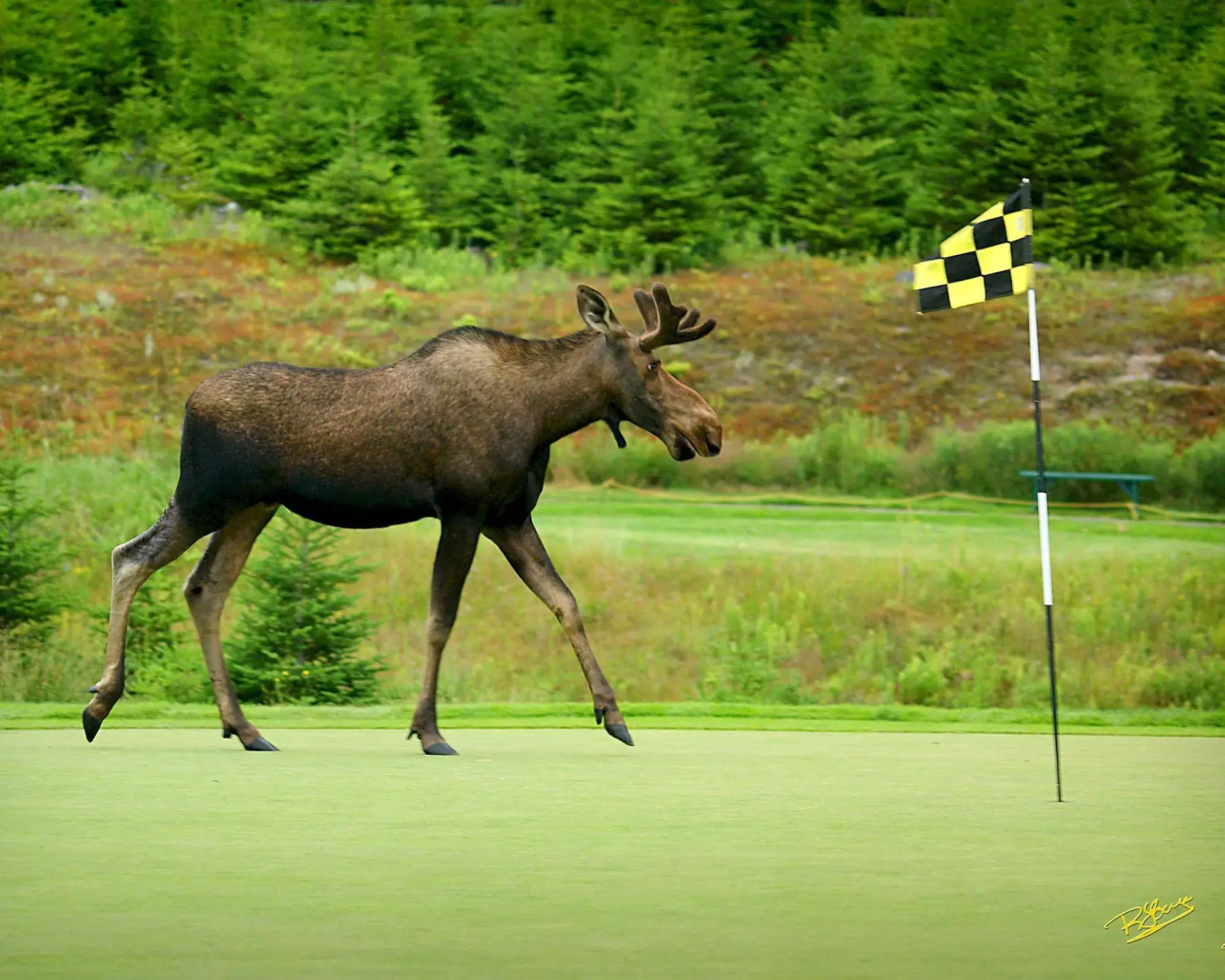 The Wilds at Salmonier River