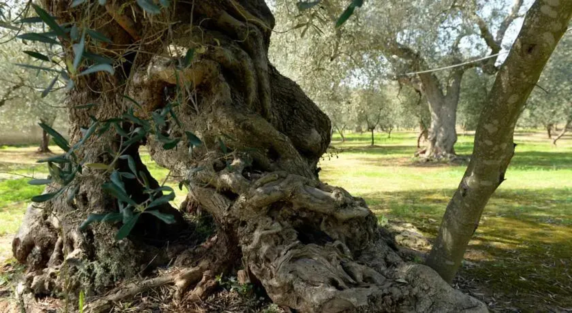 Holiday home La Leccina