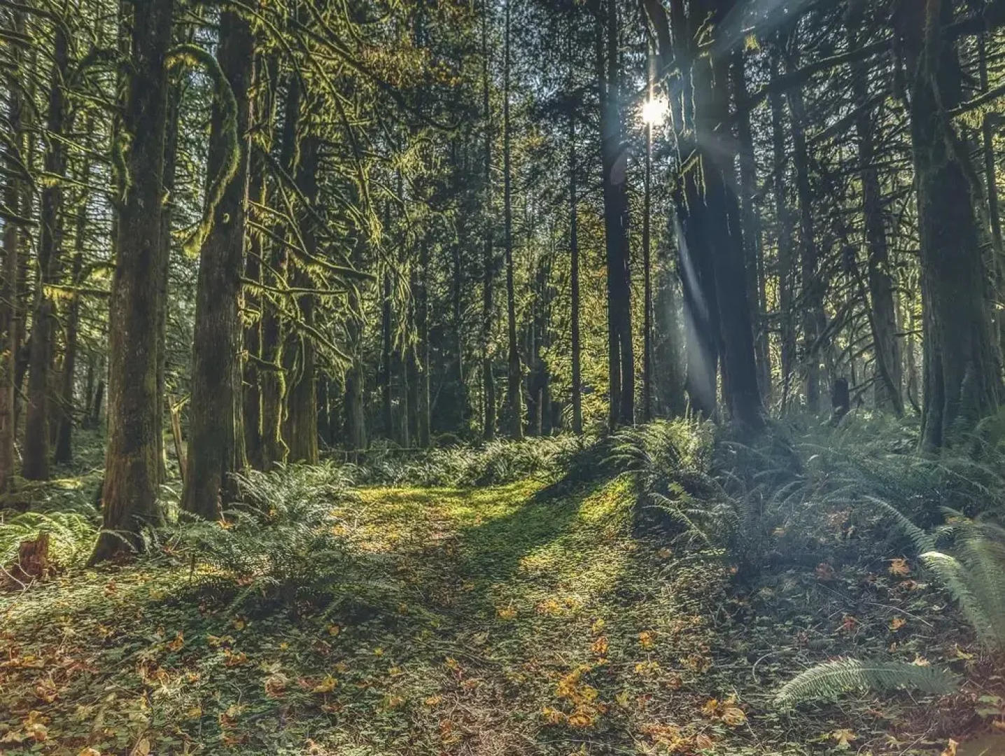 Crystal Creek Chalet