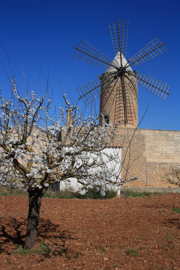 Algaida Suite By Eurotels