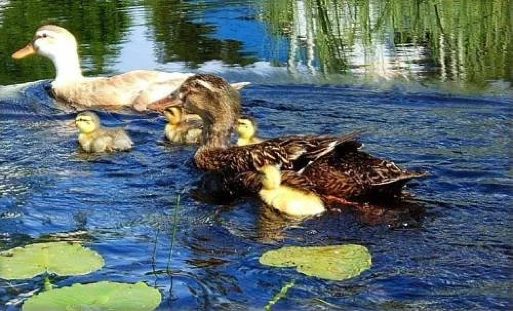 Teepee Meadows Guest Cottages