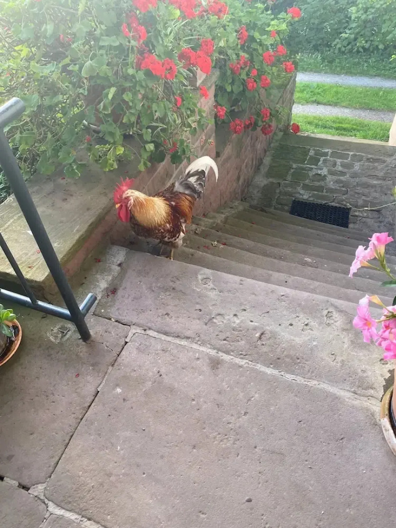 Room-double Room Apple Blossom