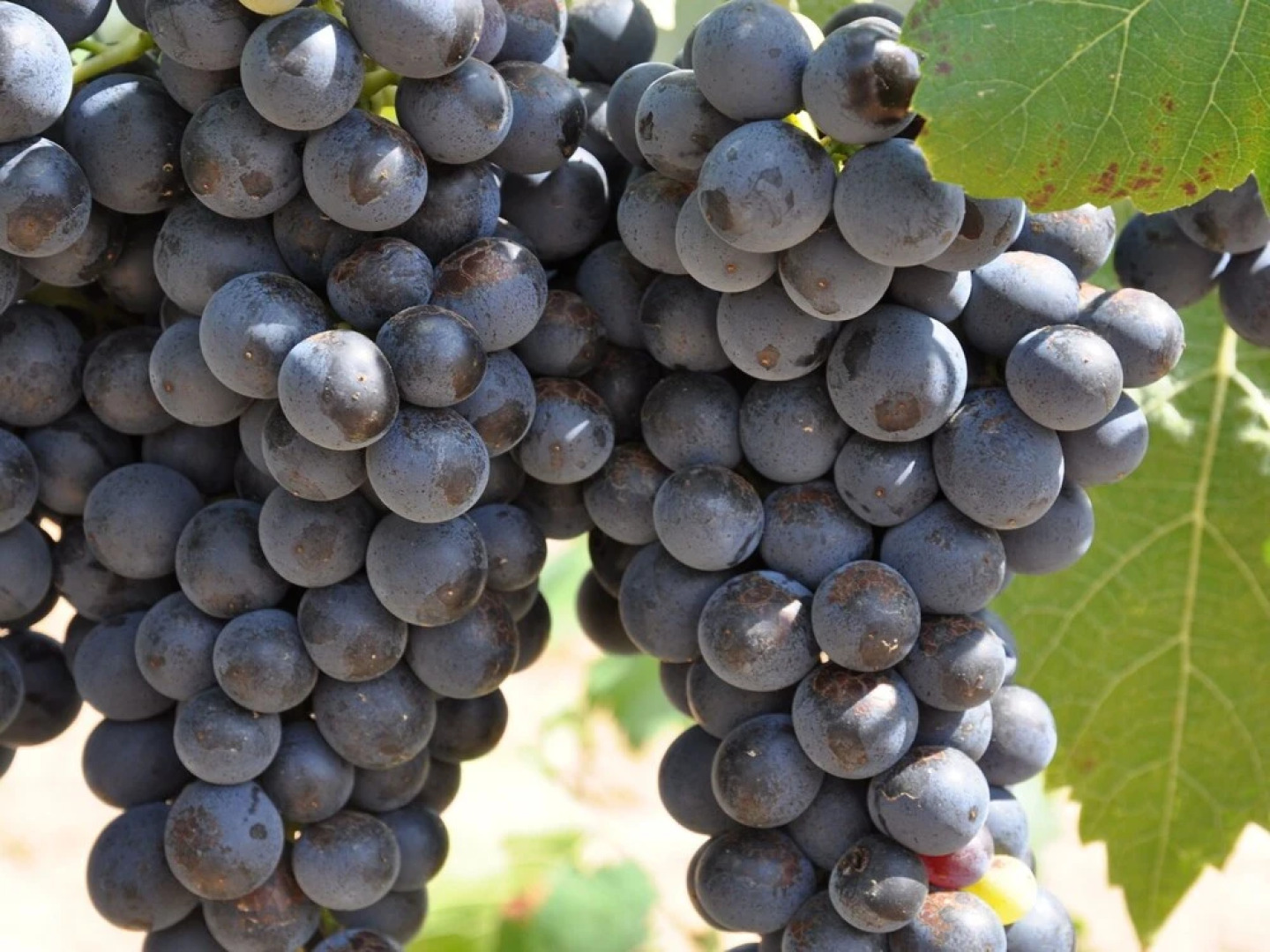 Spacious Villa With Private Swimming Pool, Fabulous View, Near Côte D'azur