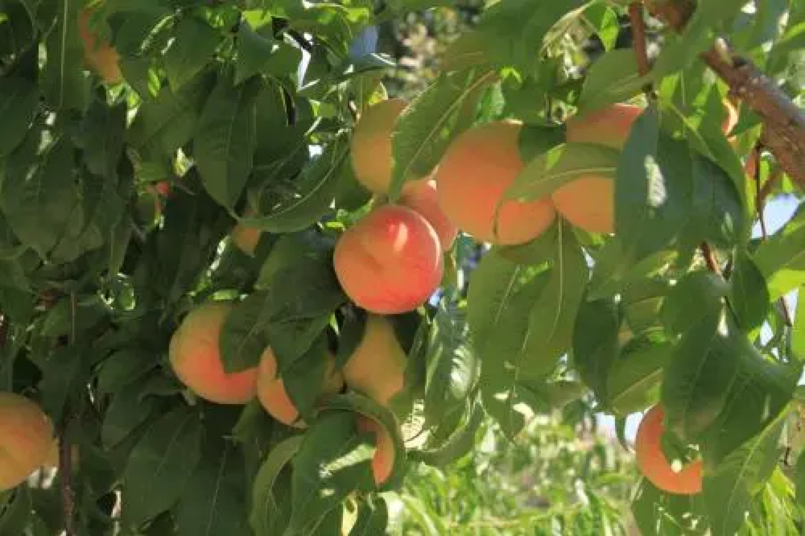 Studios Apartments Irini Patira