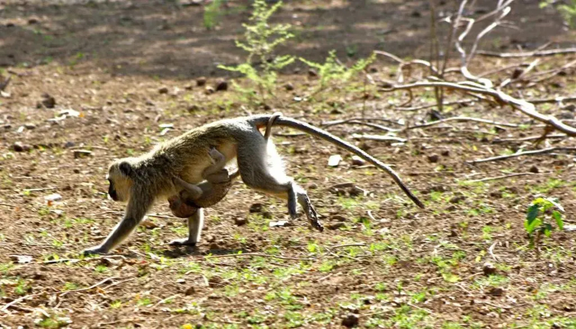 Iphofolo Lodge & Tented Camp