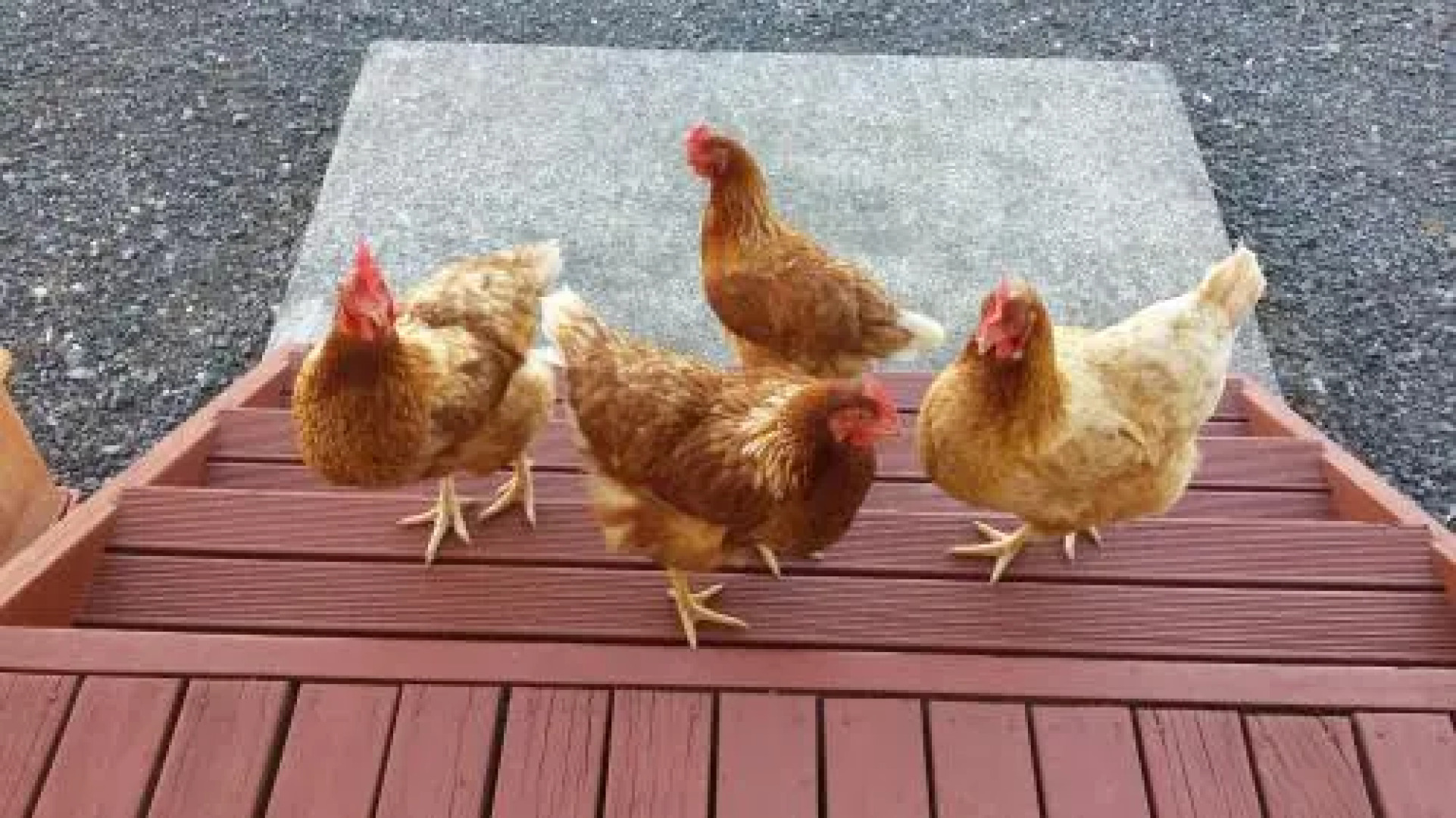 Taranaki (Adults Only)