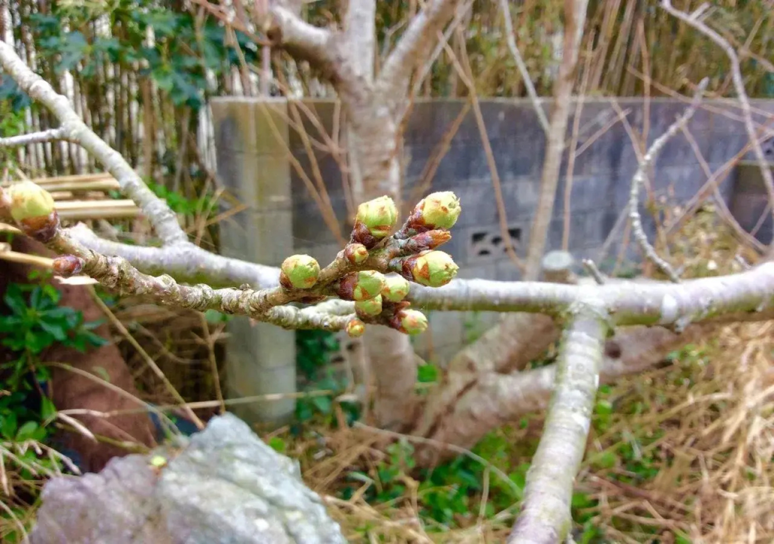 Seaside Guest House Plumeria