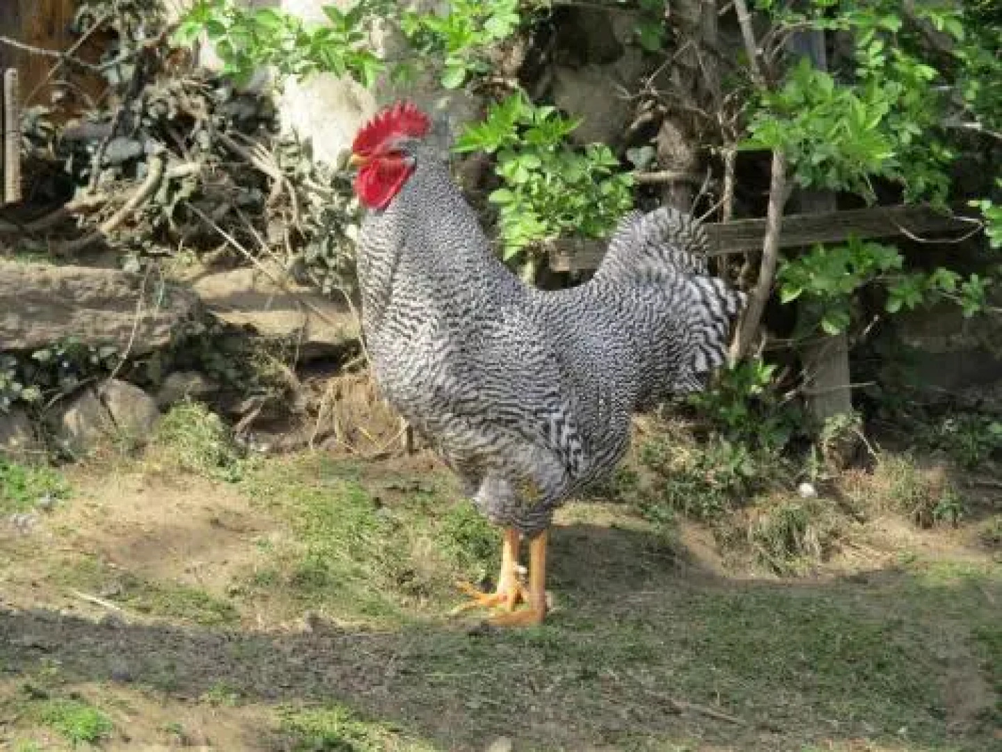 Apartment Berghof Familie Steinwender