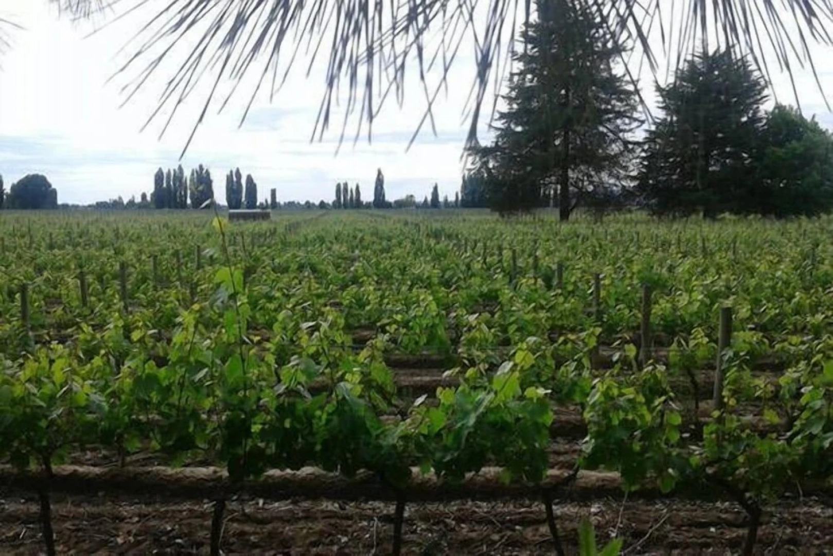 Apartamento entre viñedos