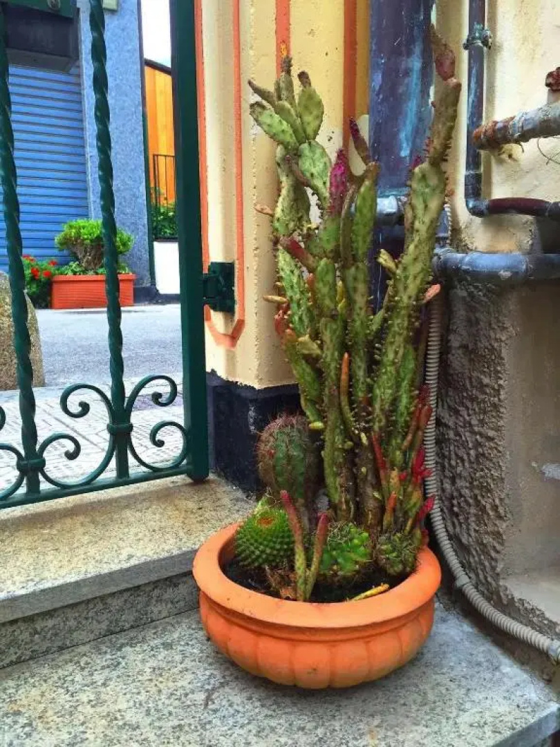 Casa Pervinca